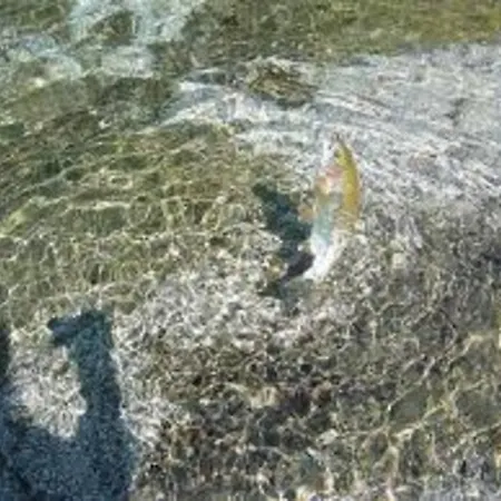 Bela Luna - Charming Garden Near Bled * Bohinjska Bela